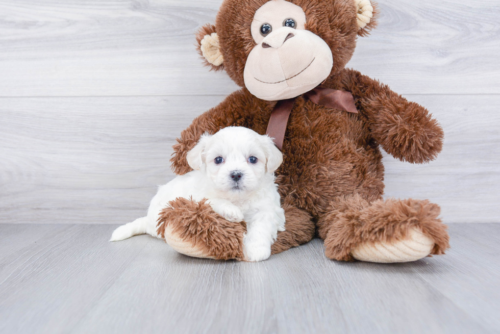 Teddy Bear Pup Being Cute