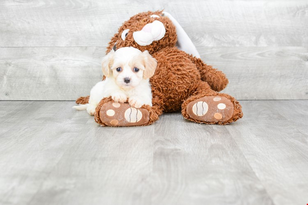 Cavachon Puppy for Adoption