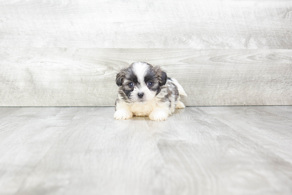 Teddy Bear Pup Being Cute