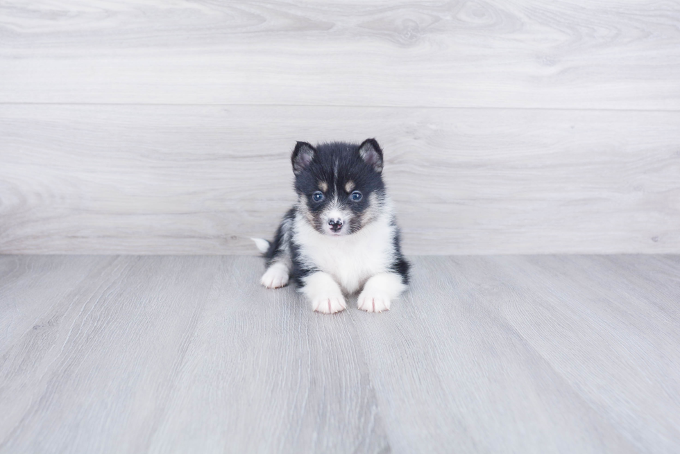 Pomsky Pup Being Cute