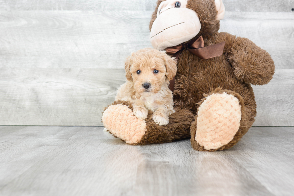 Best Maltipoo Baby