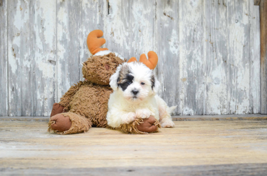 Teddy Bear Pup Being Cute