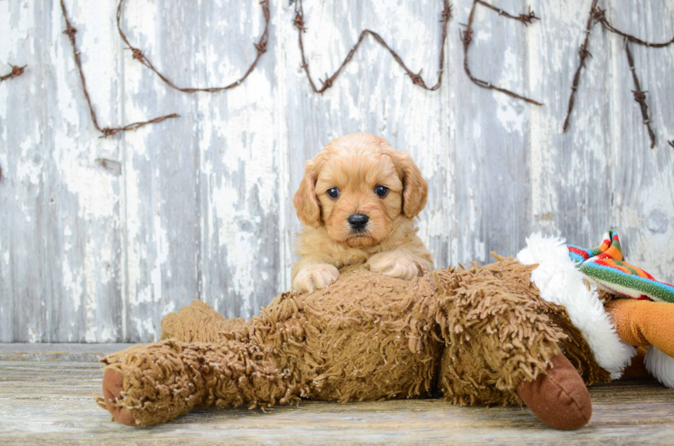 Cavapoo Pup Being Cute