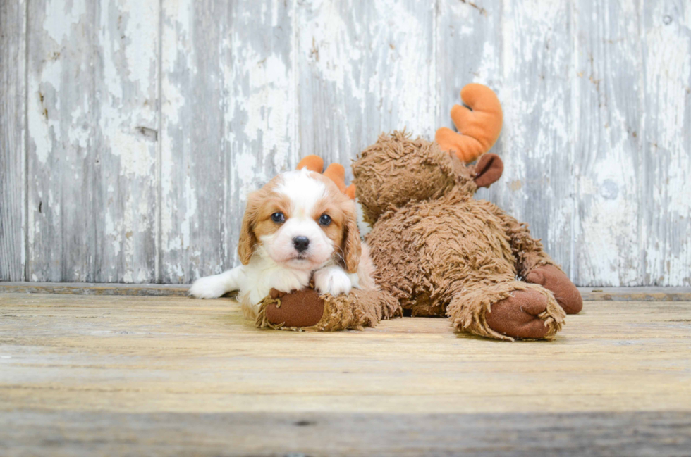 Cavalier King Charles Spaniel Pup Being Cute