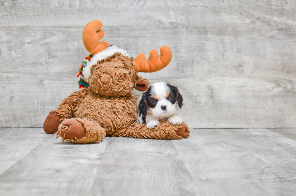 Cavalier King Charles Spaniel Puppy for Adoption