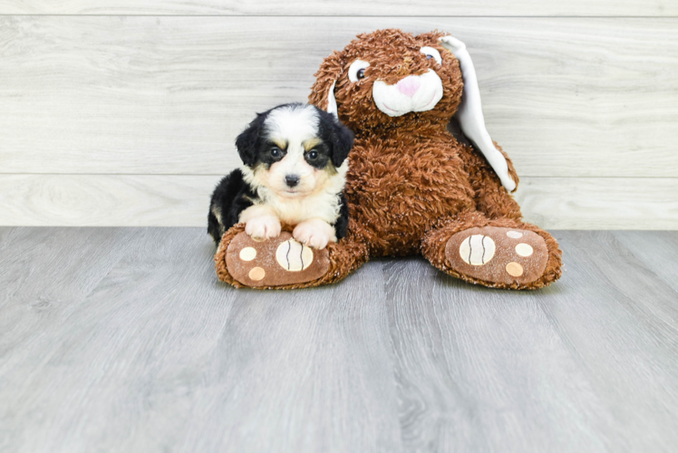 Friendly Mini Aussiedoodle Baby