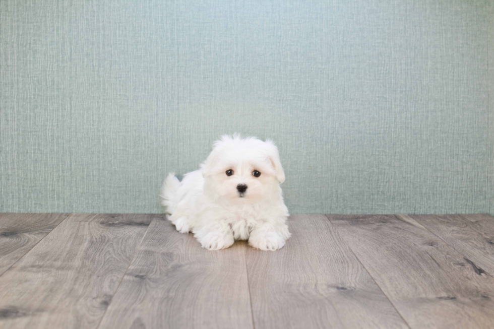 Little Maltese Purebred Pup