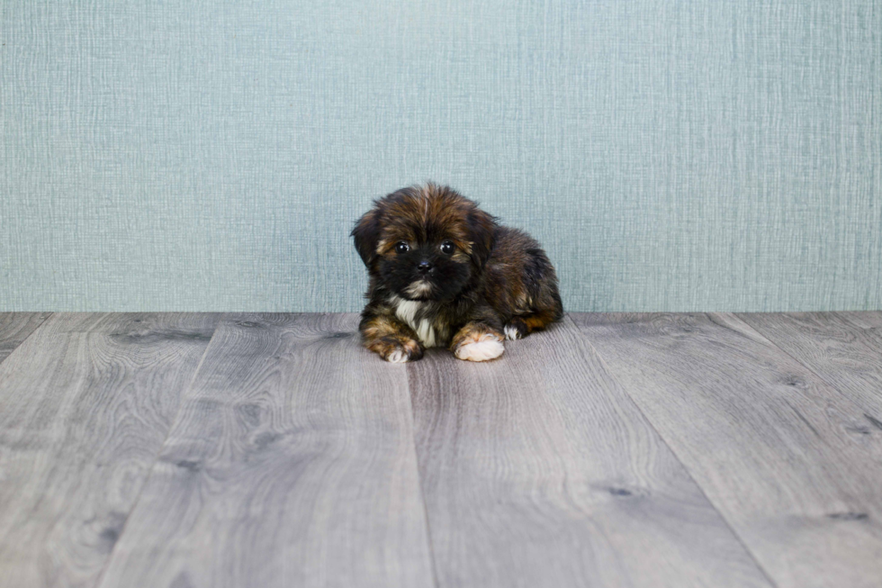 Shorkie Puppy for Adoption