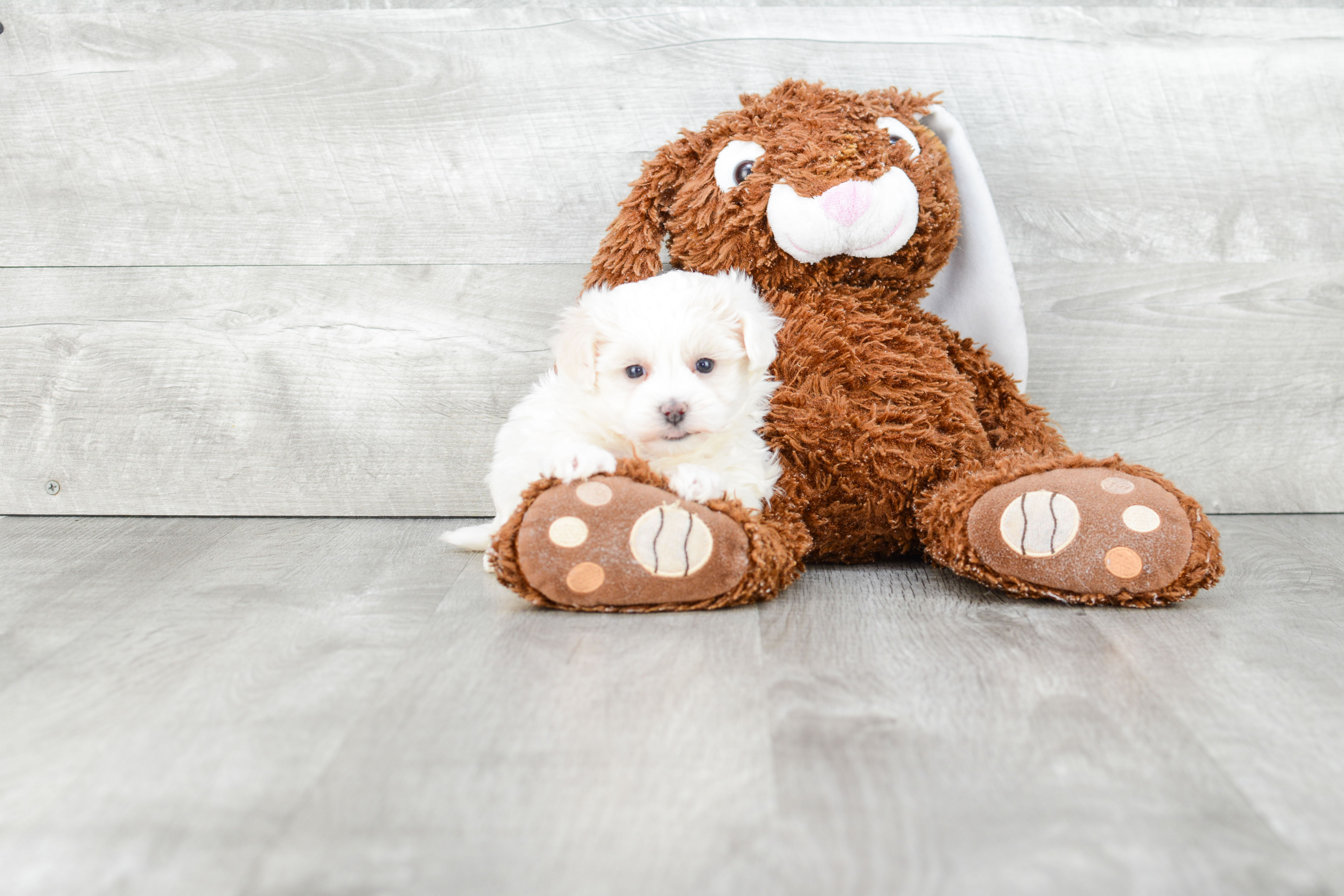 Fluffy Maltipoo Poodle Mix Pup