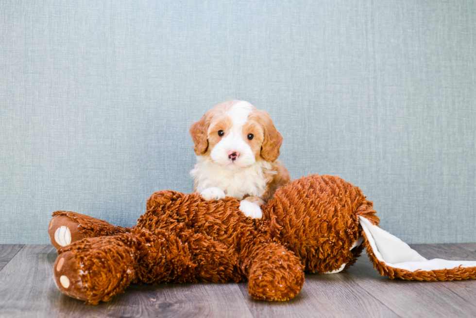 Fluffy Mini Goldendoodle Poodle Mix Pup