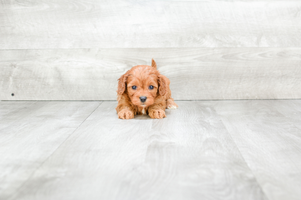 Little Cavoodle Poodle Mix Puppy