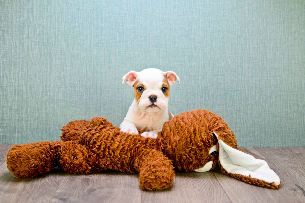 Cute English Bulldog Mix Puppy