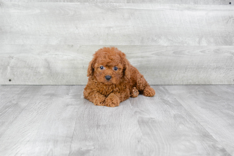 Funny Cavapoo Poodle Mix Pup