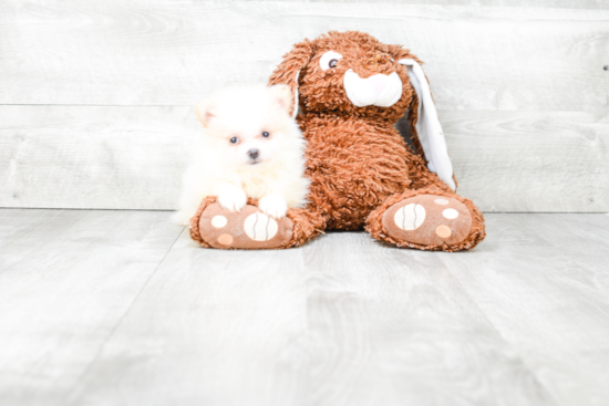 Adorable Pomeranian Purebred Puppy