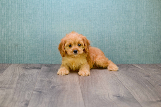 Best Cavapoo Baby