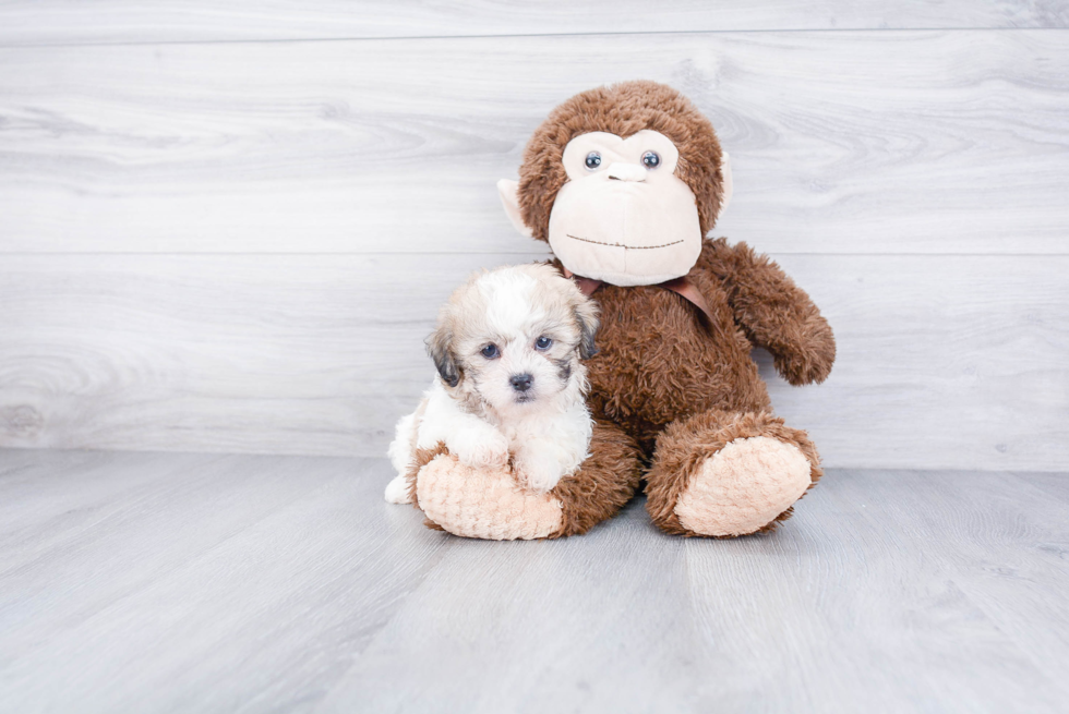Teddy Bear Puppy for Adoption