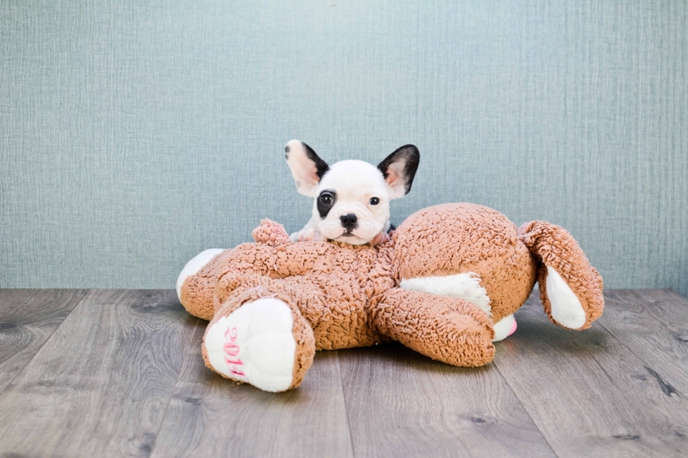 French Bulldog Puppy for Adoption