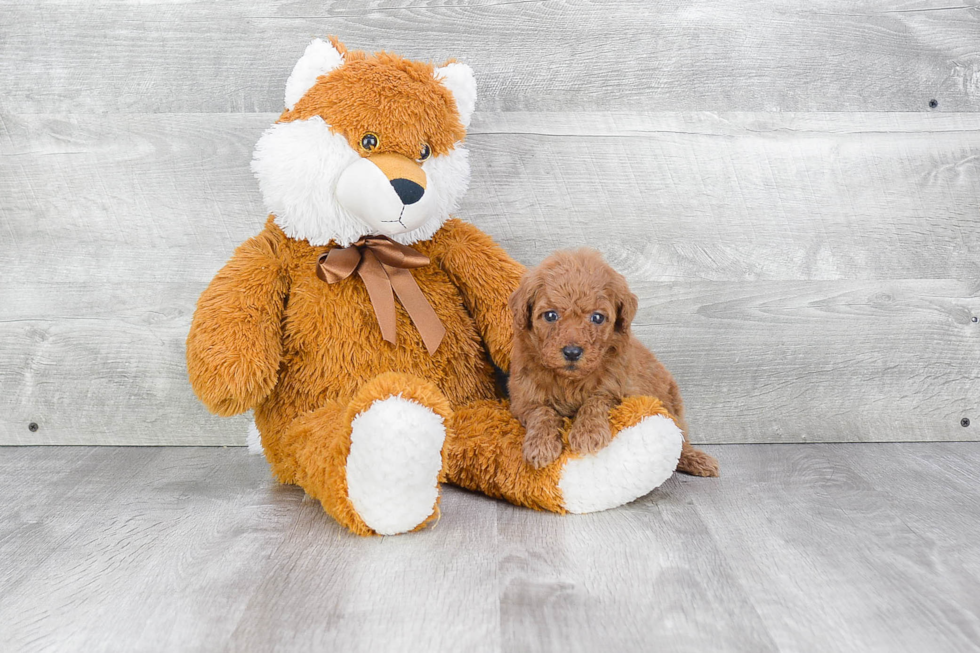 Mini Goldendoodle Puppy for Adoption