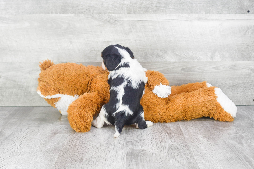 Cavalier King Charles Spaniel Pup Being Cute