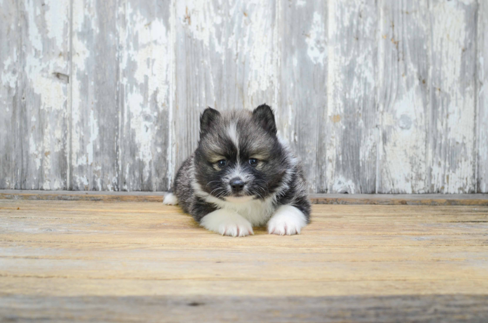 Hypoallergenic Mini Husky Designer Puppy