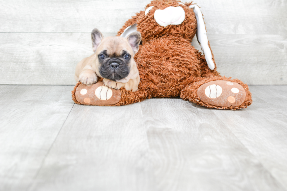 French Bulldog Puppy for Adoption