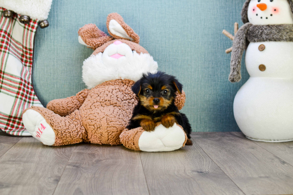 Meet Sonya - our Yorkshire Terrier Puppy Photo 