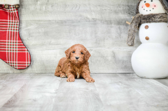 Best Mini Goldendoodle Baby