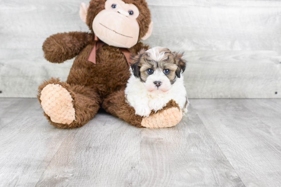 Best Havanese Baby