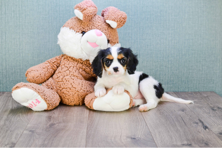 Hypoallergenic Cavalier King Charles Spaniel Purebred Pup