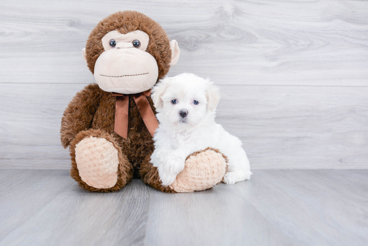 Fluffy Teddy Bear Designer Pup