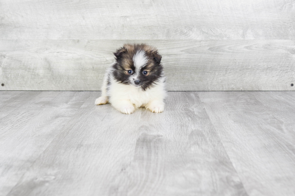 Cute Pomeranian Purebred Puppy