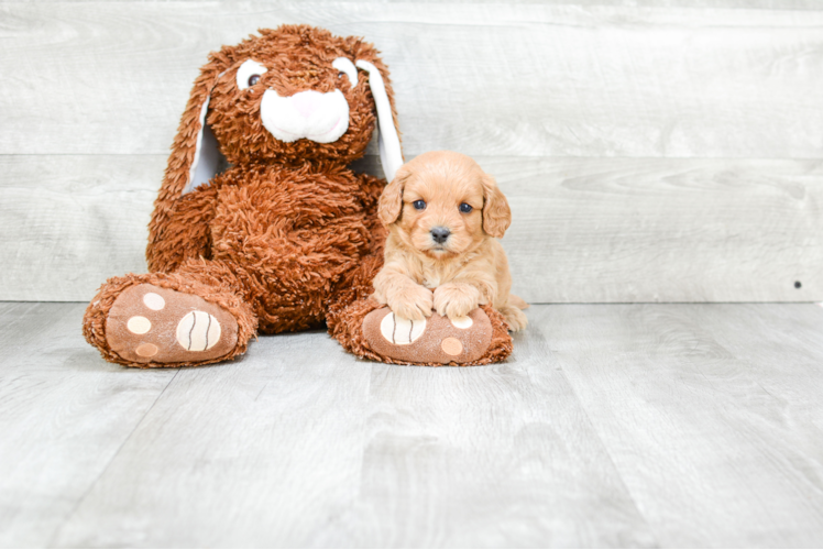 Small Cavapoo Baby