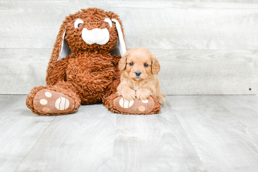 Small Cavapoo Baby