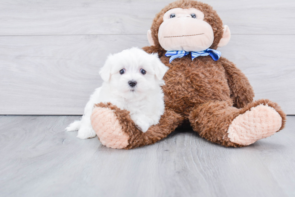 Cute Maltese Purebred Puppy