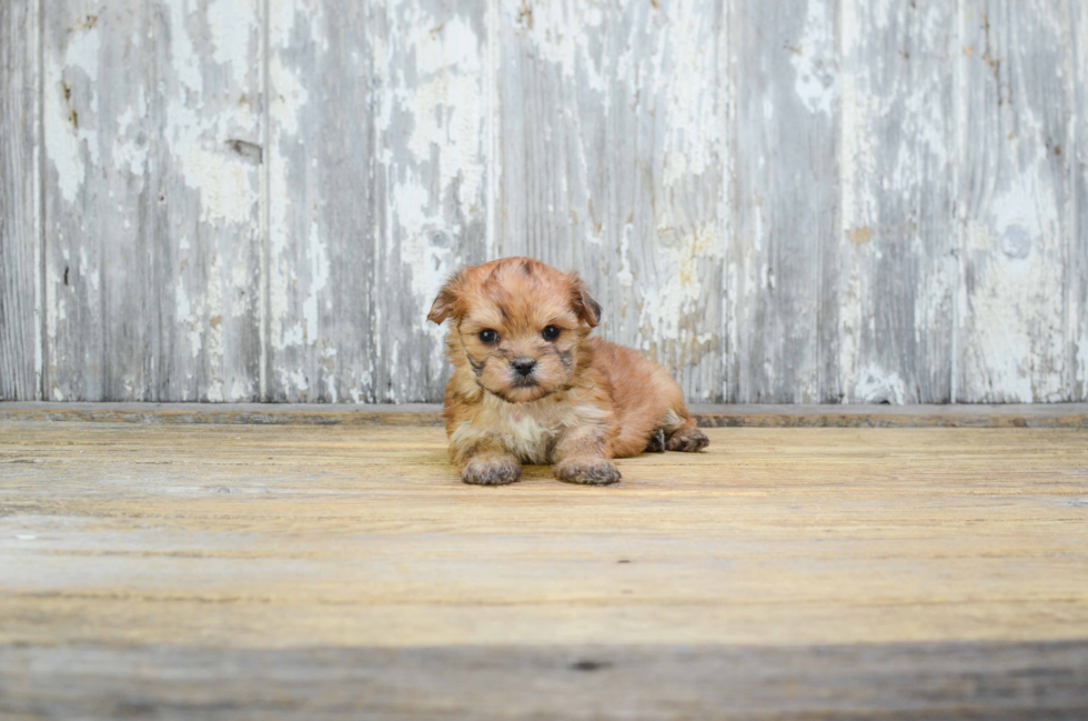 Friendly Morkie Baby