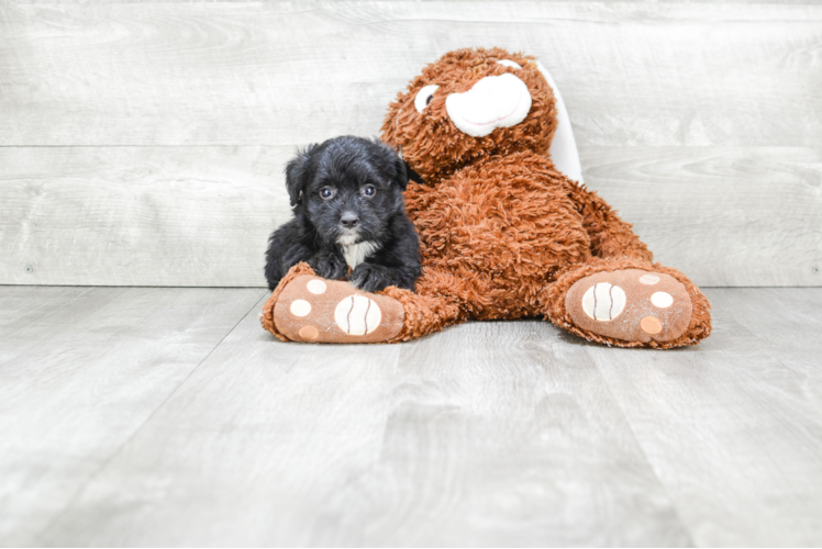 Mini Bernedoodle Puppy for Adoption