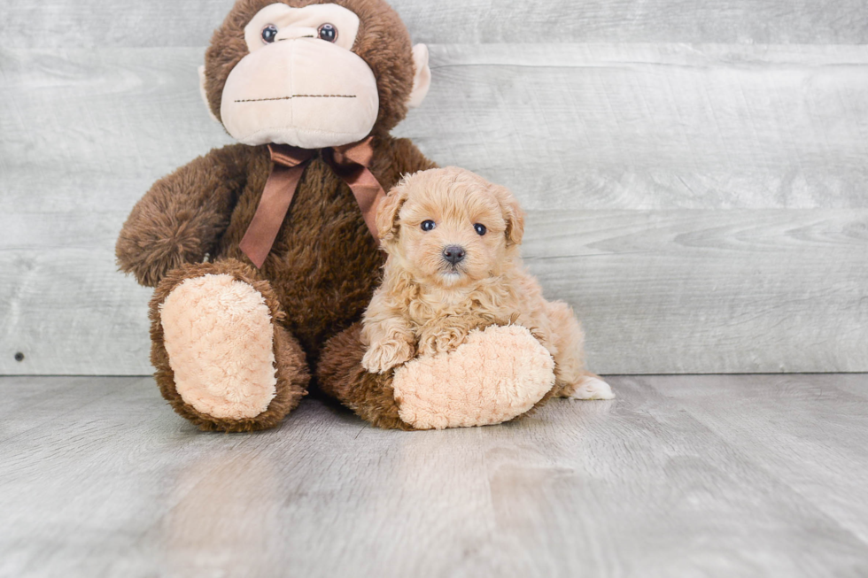 Happy Maltipoo Baby