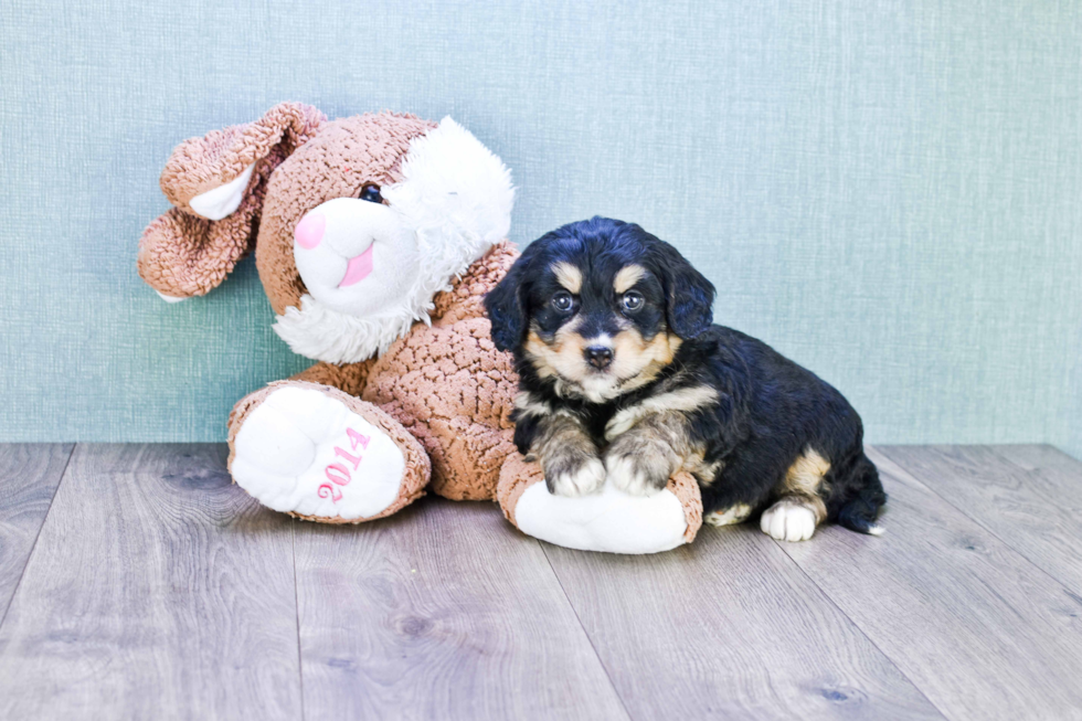 Friendly Mini Bernedoodle Baby