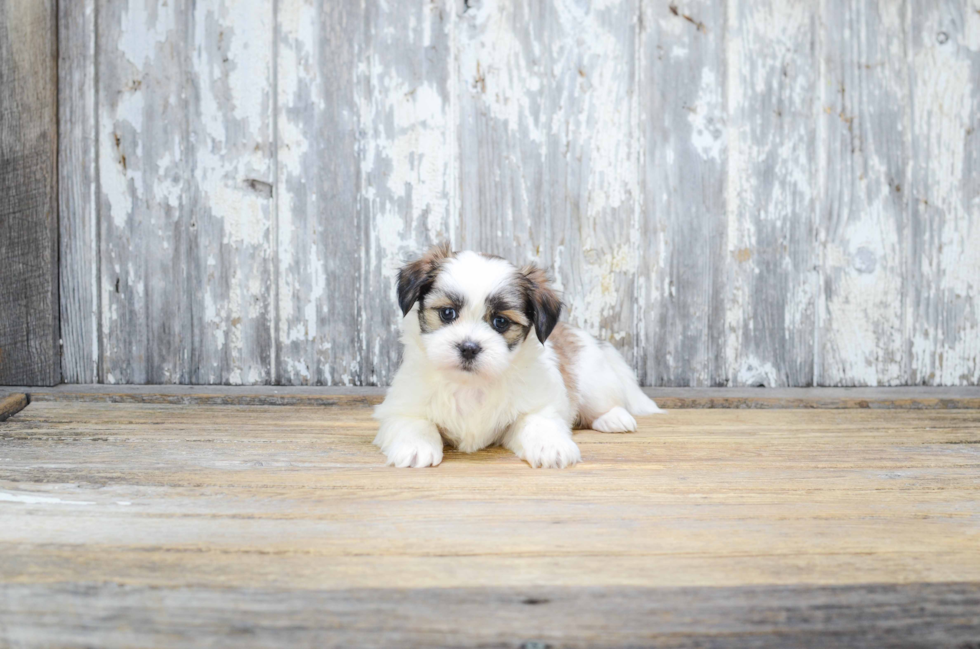 Hypoallergenic Shichon Designer Puppy