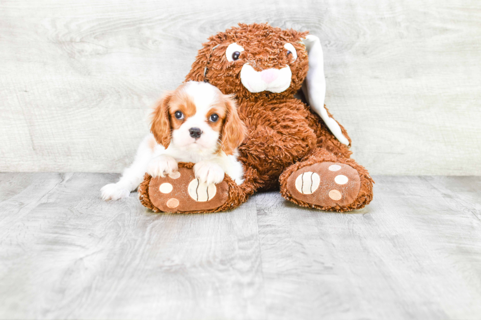 Best Cavalier King Charles Spaniel Baby