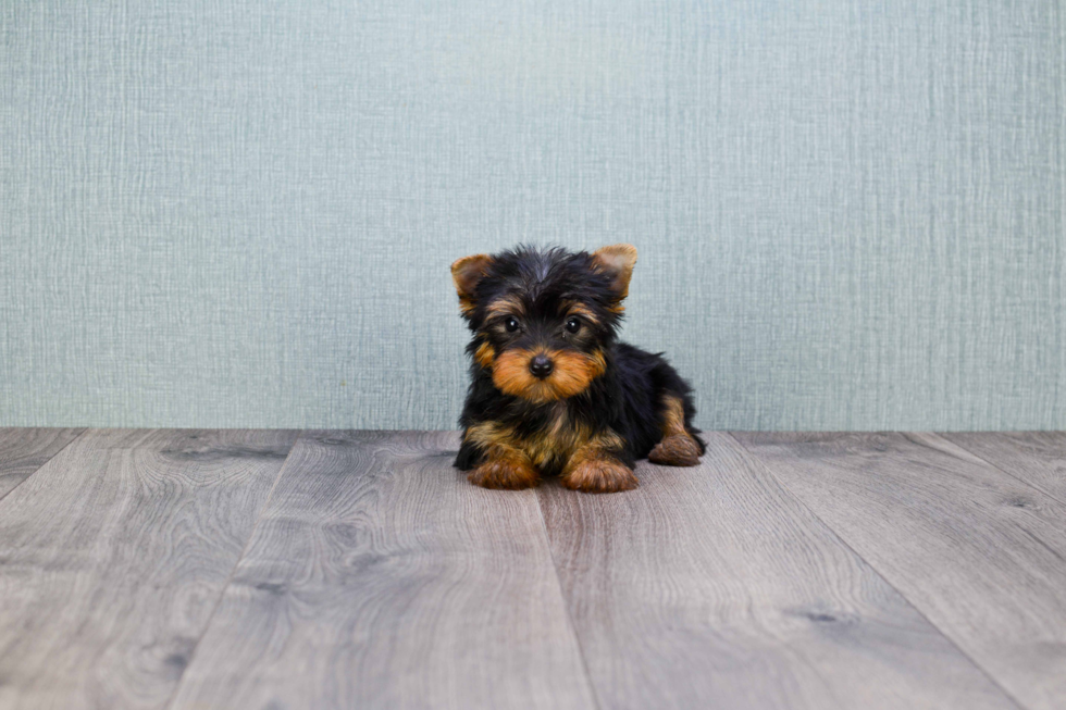 Meet Avery - our Yorkshire Terrier Puppy Photo 