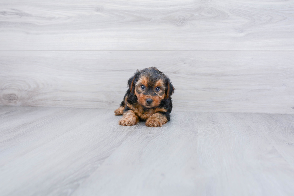 Meet Jenkins - our Yorkshire Terrier Puppy Photo 