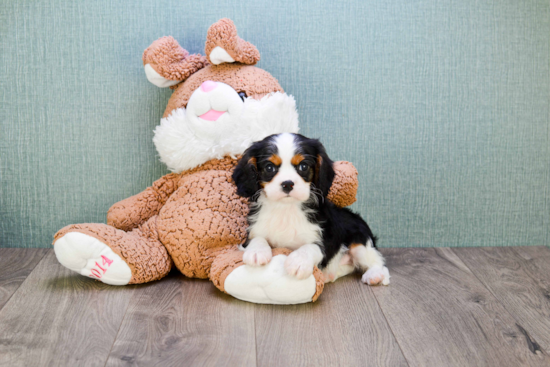 Cavalier King Charles Spaniel Puppy for Adoption