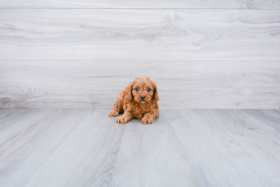 Cavapoo Puppy for Adoption