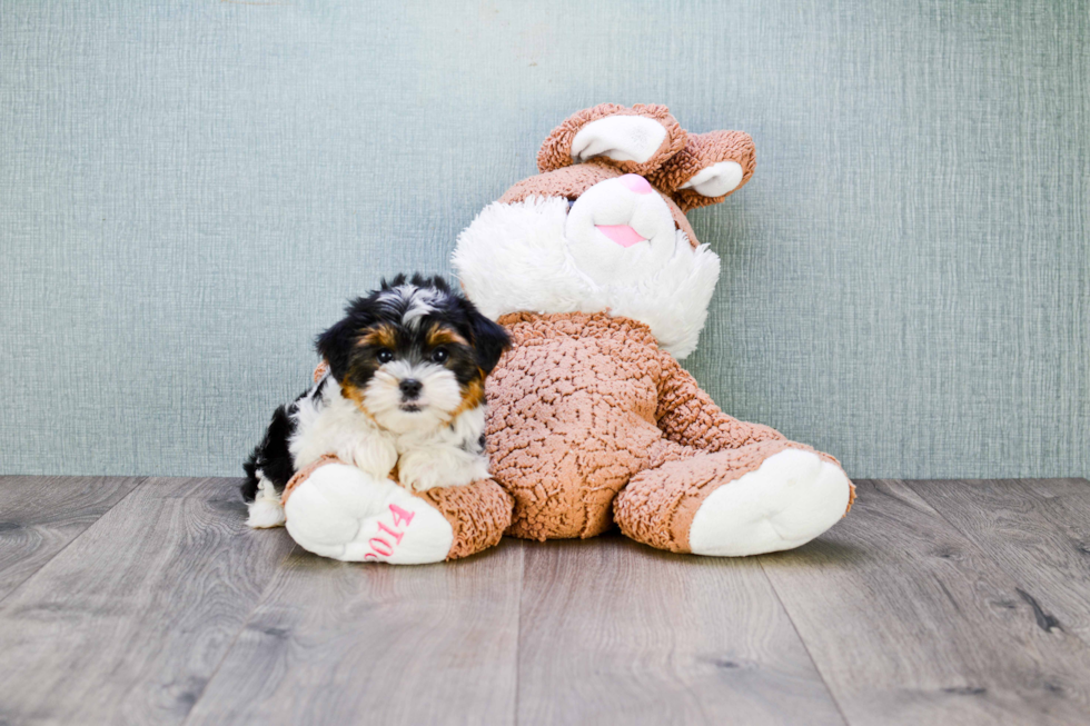 Meet Beyonce - our Yorkshire Terrier Puppy Photo 