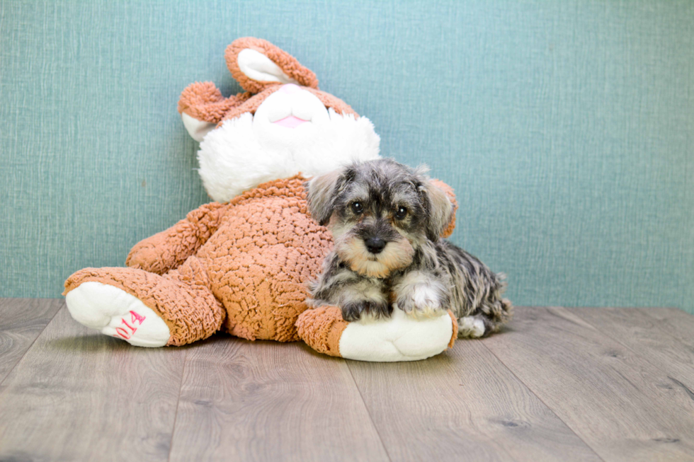 Cute Mini Schnauzer Mix Pup