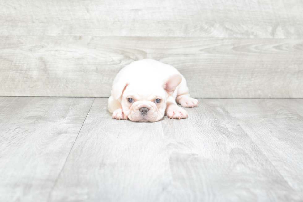 French Bulldog Pup Being Cute