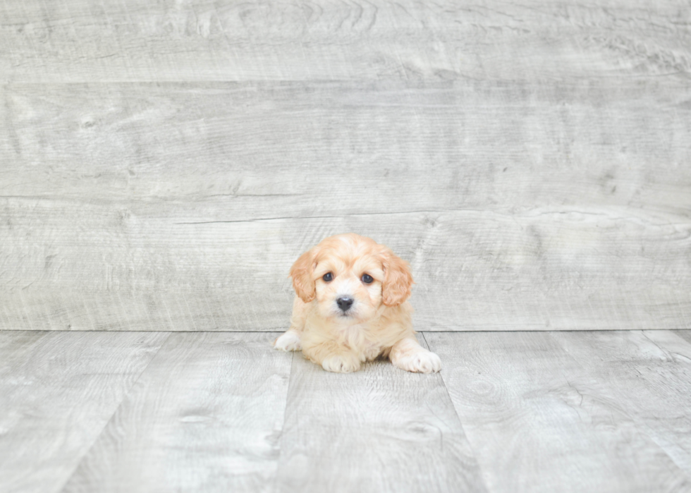 Popular Cavachon Designer Pup