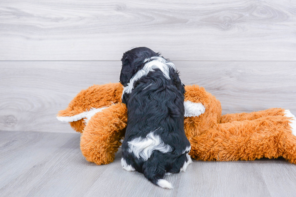 Small Cavalier King Charles Spaniel Purebred Pup