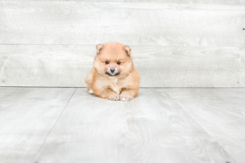 Popular Pomeranian Purebred Pup